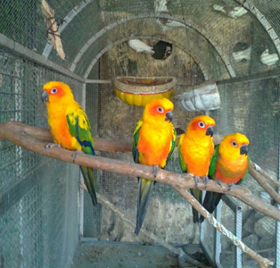 خمام - نقش موثر “باغ پرندگان” در جذب گردشگران