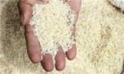 خمام - نرخ خرید تضمینی 4 نوع برنج پرمحصول گیلان اعلام شد