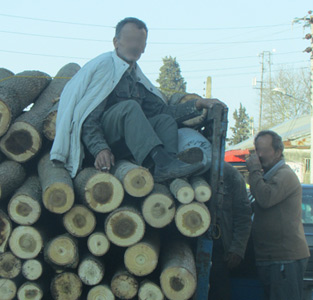 خمام - حمل اجساد درختان در آستانه‌ی نوروز
