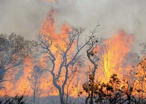 خمام - آتش‌سوزی جنگل‌های مرزی بخش خمام و منطقه‌ی آزاد انزلی مهار نشده است