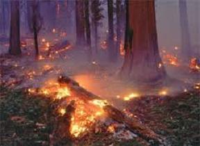 برخی آتش سوزی‌های جنگل به دلیل نبود مسیر دسترسی به طول انجامید