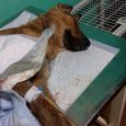 نجات سگ حادثه دیده توسط حامیان حیوانات
