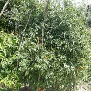خمام - رشد بوته ۳ متری گوجه فرنگی در کلاچاه دوم