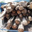 ۱ تن چوب جنگلی قاچاق در خمام کشف شد