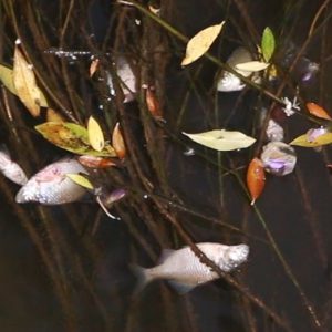 خمام - مرگ تعدادی‌از ماهی‌های رودخانه