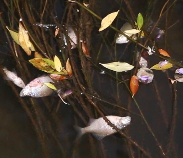 مرگ تعدادی‌از ماهی‌های رودخانه