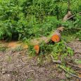 درختان سالم به قطعات چندمتری بریده و در رودخانه رها شدند