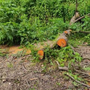 خمام - درختان سالم به قطعات چندمتری بریده و در رودخانه رها شدند