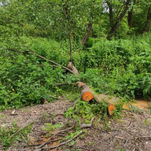 خمام - نابودی درختان جنگلی فتاتو در سایه عدم رسیدگی