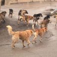 وقوع ۸۰ مورد سگ‌گزیدگی طی ۳ ماهه اول سال / افزایش حمله سگ‌ها به شهروندان