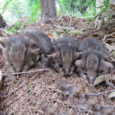 ۳ توله گربه جنگلی به محیط‌زیست گیلان تحویل داده شد