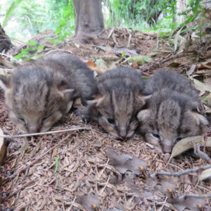 خمام - ۳ توله گربه جنگلی به محیط‌زیست گیلان تحویل داده شد