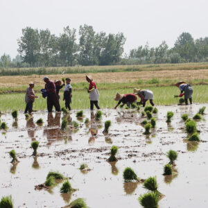 خمام - آغاز نشای دوباره برنج در مزارع دهنه‌سر