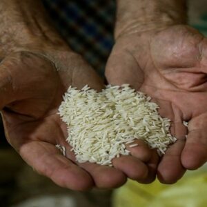 خمام - آغاز طرح خرید مستقیم برنج‌های مازاد از کشاورزان